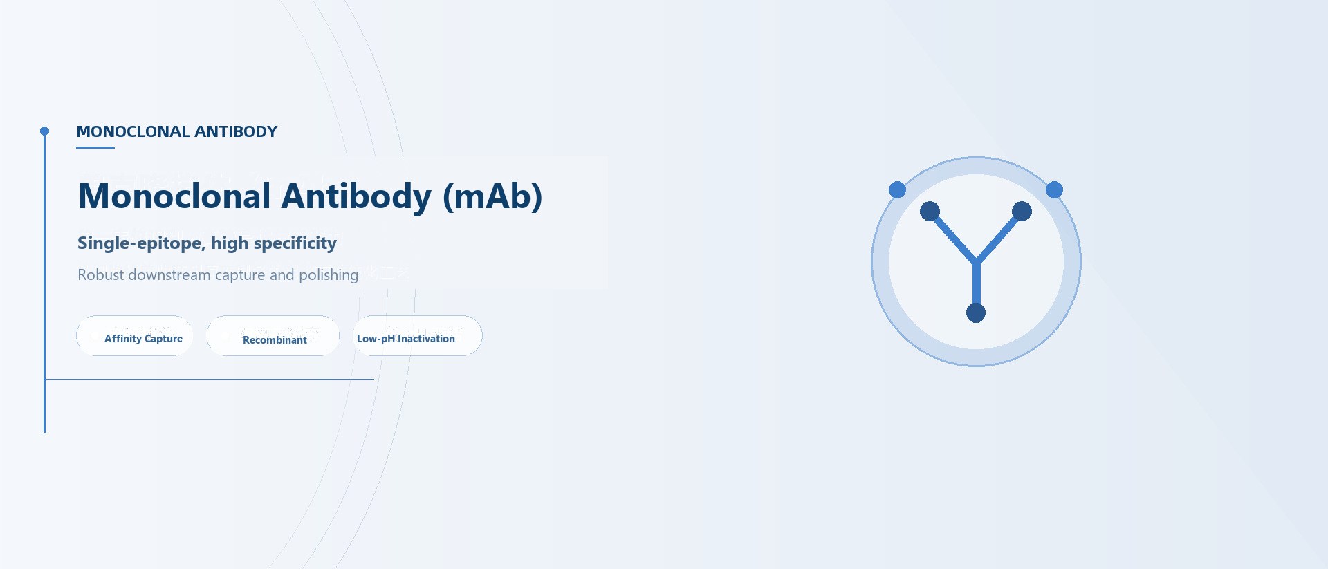 Monoclonal Antibody（mAb）